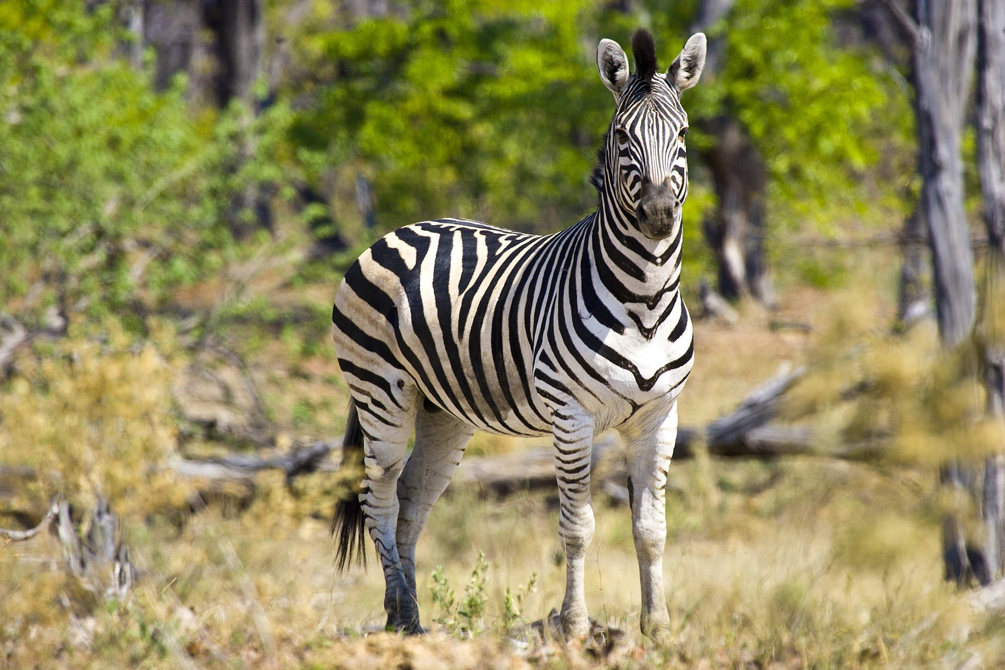 SAFARI BOTSWANA