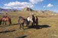 Terelj_National_Park_Mongolia