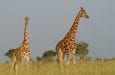 giraffe safari uganda