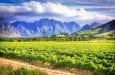 regione dei vini sudafrica