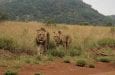 safari tour in sudafrica