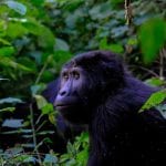 viaggio uganda