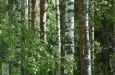 foresta finlandia