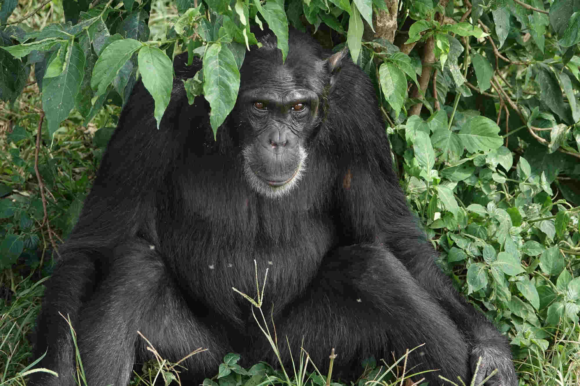 scimpanzé uganda