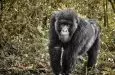 trekking gorilla viaggio in ruanda