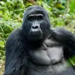 viaggio in uganda e ruanda