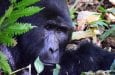 viaggio in uganda e ruanda primati