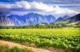 sudafrica wine