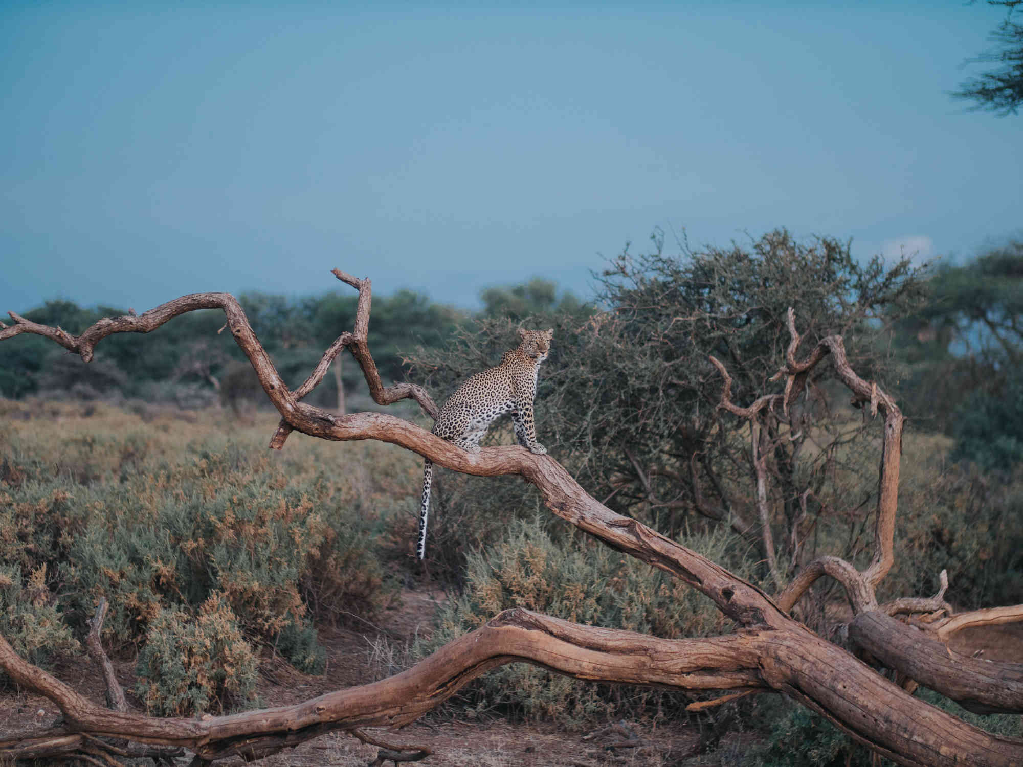 Kenya masai mara safari samburu