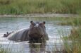 botswana safari moremi game reserve