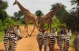 tanzania con guide safari