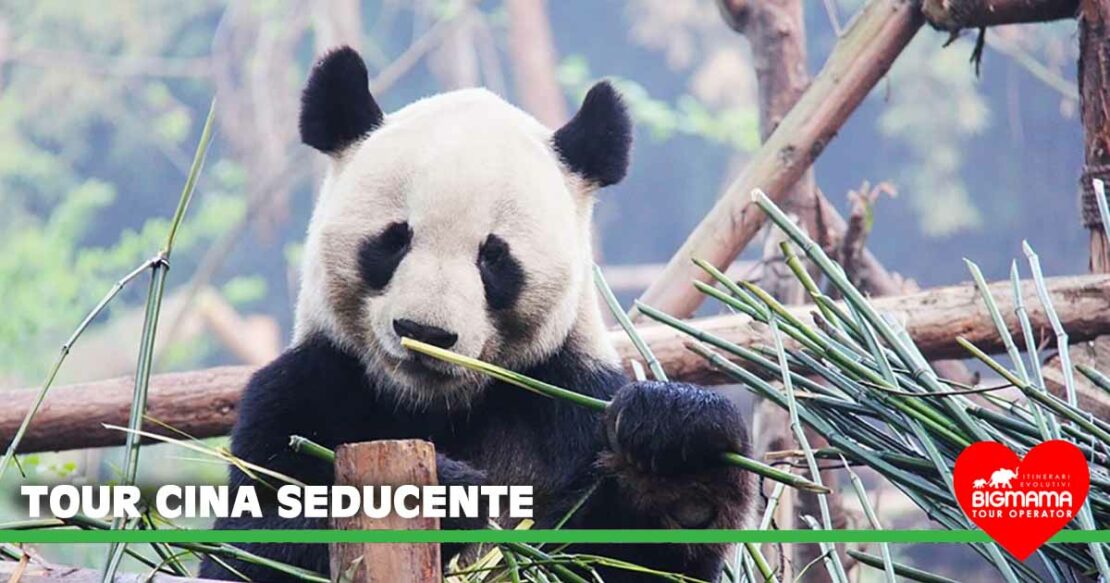 Cina tour