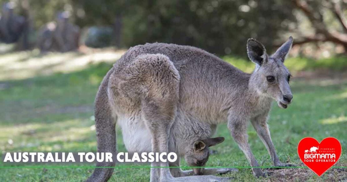 AUSTRALIA tour classico