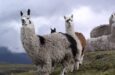 tour ecuador vulcani con guida