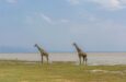 tanzania viaggio Safari Bahashishi