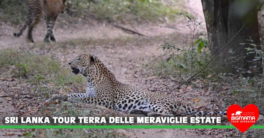 Sri Lanka tour estate