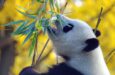 Cina tour con Chengdu